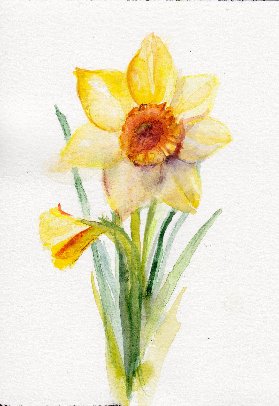 Daffodil March Birth Flower art print on archival paper and cotton canvas options