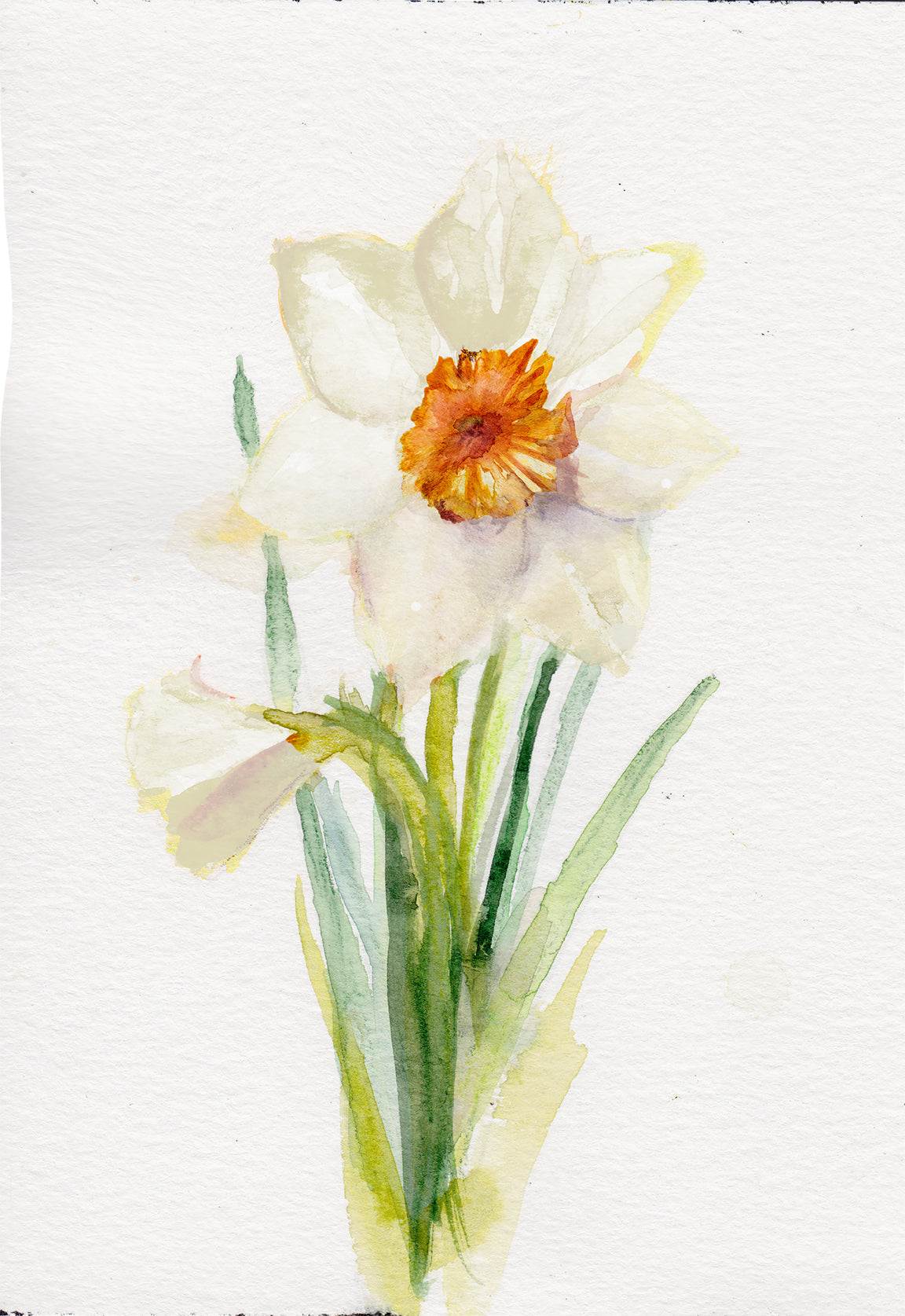 Narcissus December birth flower art print with delicate yellow blooms on archival-quality paper or canvas
