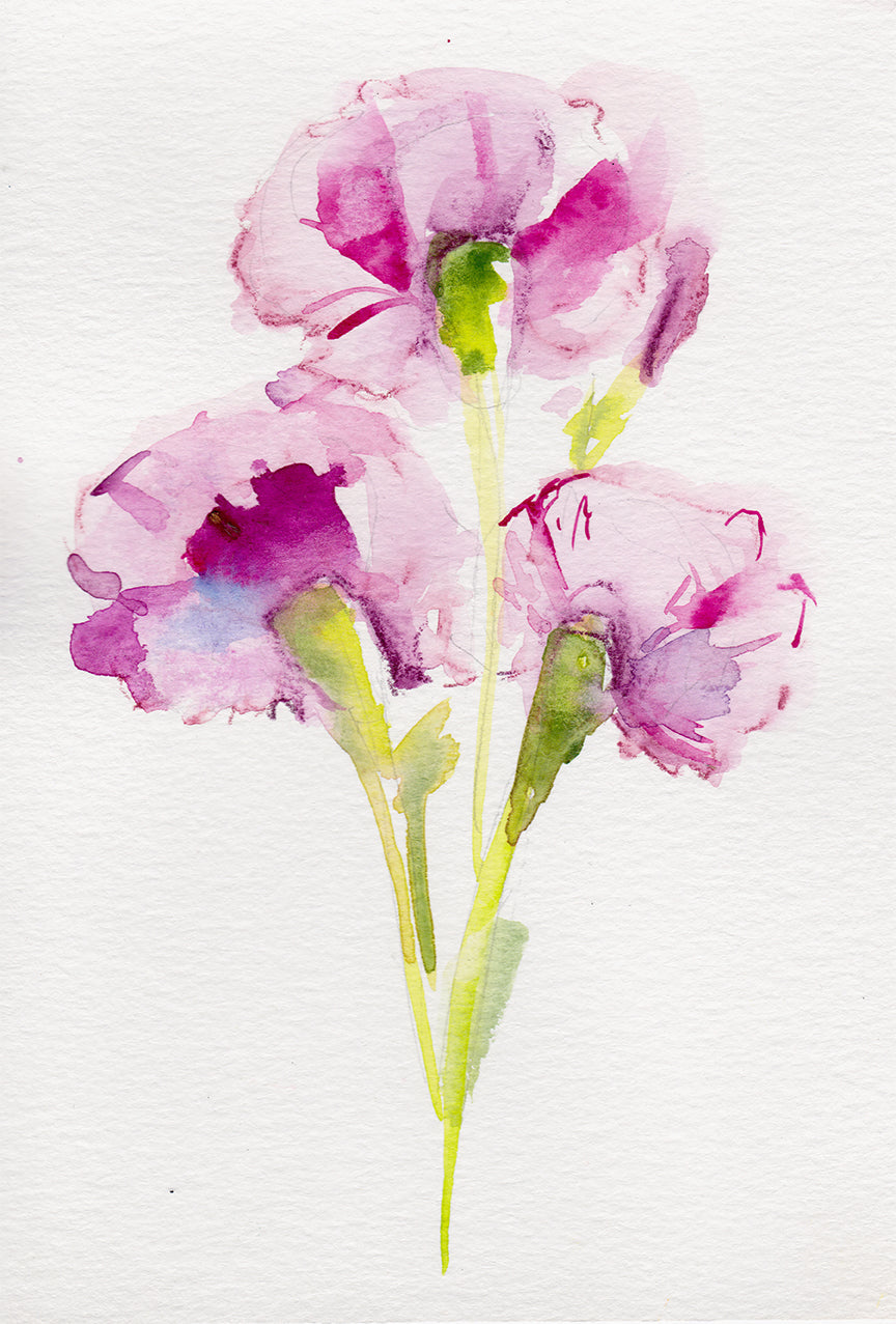Carnation January Birth Flower art print on Canon Pro Luster paper and cotton canvas options