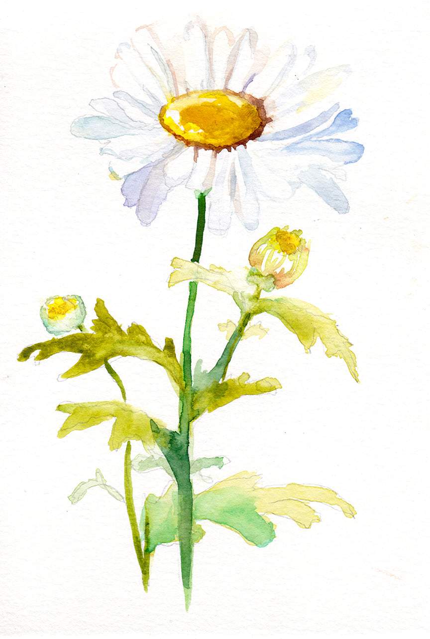 Bright daisy art print representing April birth flower with vibrant colors and floral elegance