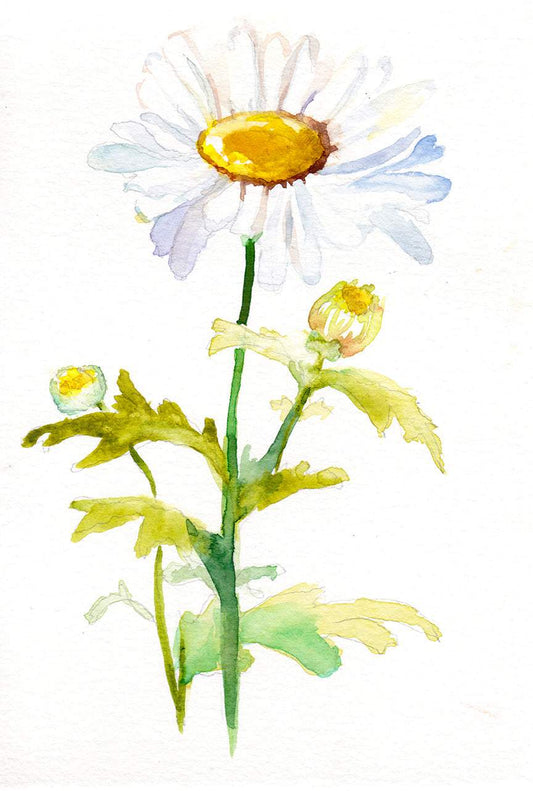 Bright daisy art print representing April birth flower with vibrant colors and floral elegance