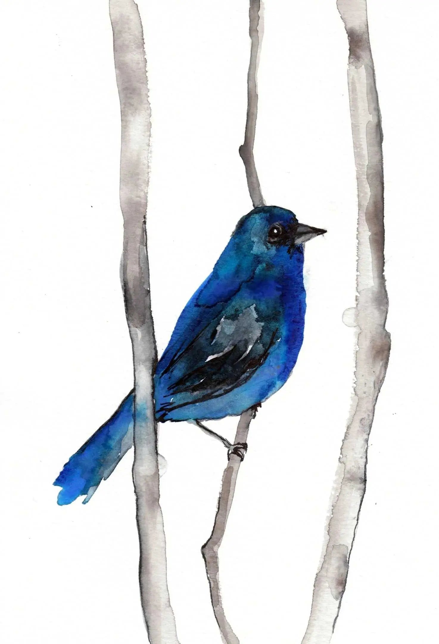 Indigo Bunting art print on Canon Pro Luster Paper and matte cotton canvas options