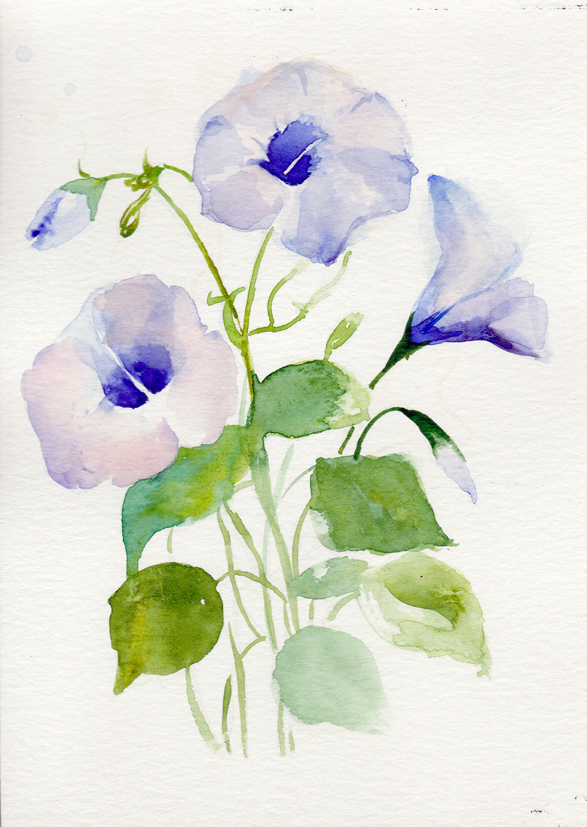 Vibrant Morning Glory September birth flower art print with delicate blue flowers on archival-quality paper and canvas options