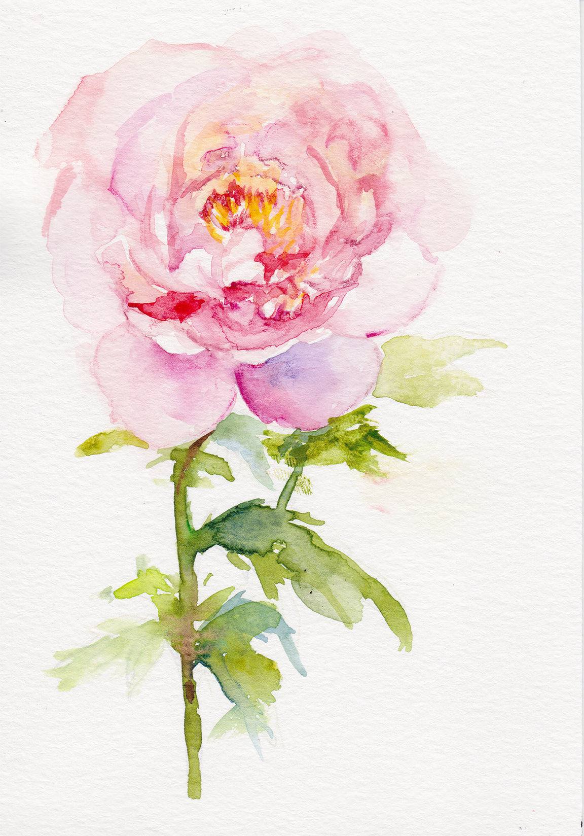 Peony November birth flower art print on matte cotton canvas and Canon Pro Luster Paper options